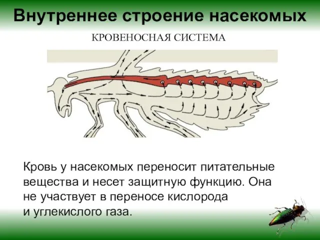 Кровь у насекомых переносит питательные вещества и несет защитную функцию. Она не