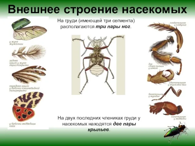 На груди (имеющей три сегмента) располагаются три пары ног. На двух последних