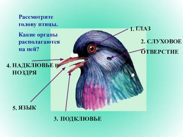 Рассмотрите голову птицы. Какие органы располагаются на ней? 1. 2. 3. 5.