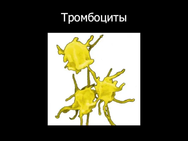 Тромбоциты