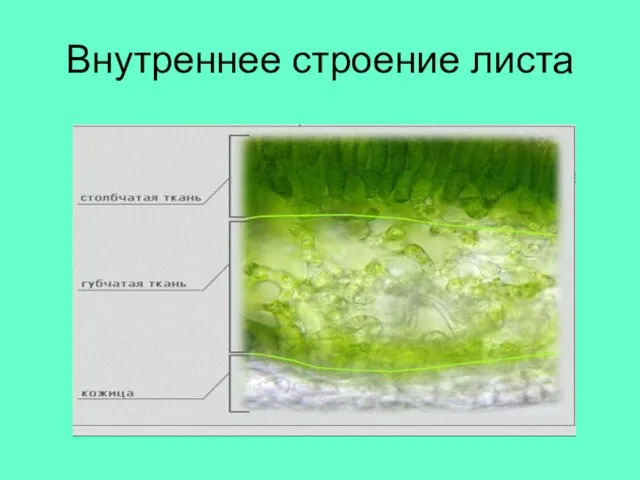 Внутреннее строение листа