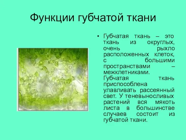 Функции губчатой ткани Губчатая ткань – это ткань из округлых, очень рыхло