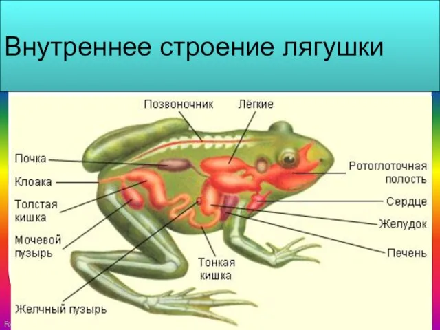 Внутреннее строение лягушки