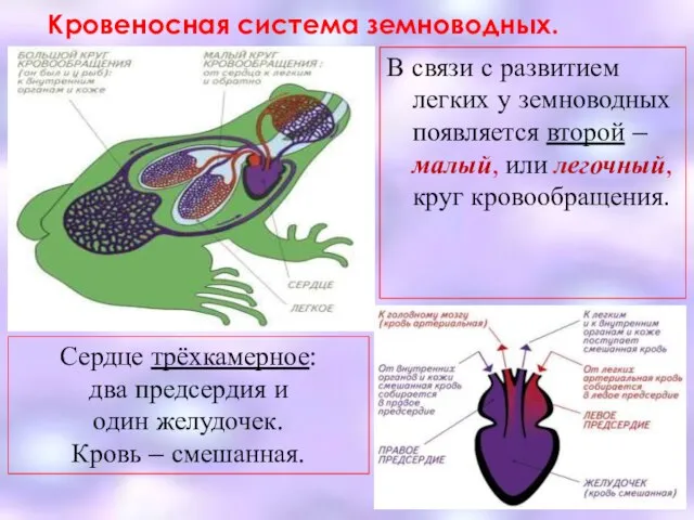 Кровеносная система земноводных. В связи с развитием легких у земноводных появляется второй