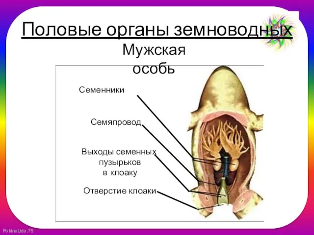 Половые органы земноводных Мужская особь Семенники Семяпровод Выходы семенных пузырьков в клоаку Отверстие клоаки