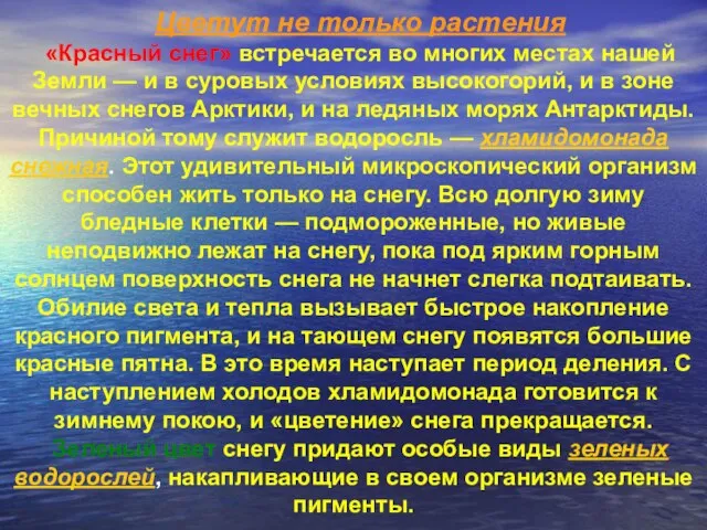 Цветут не только растения «Красный снег» встречается во многих местах нашей Земли