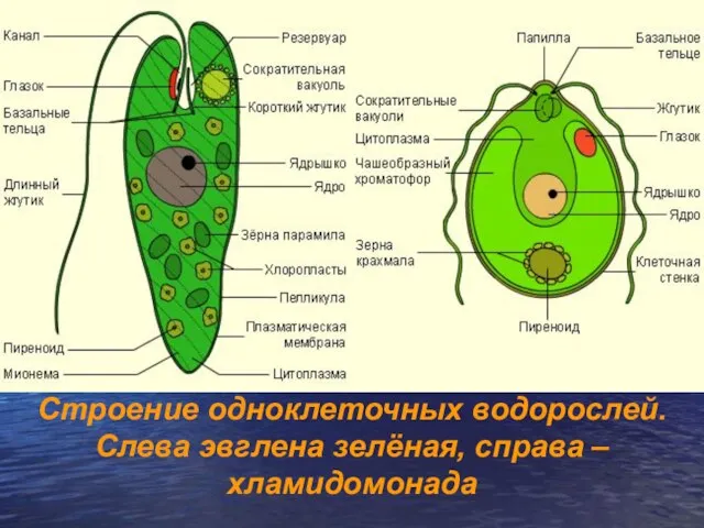 Строение одноклеточных водорослей. Слева эвглена зелёная, справа – хламидомонада