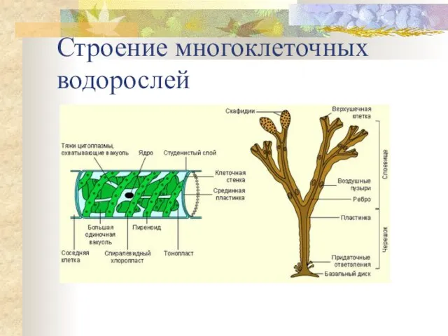 Строение многоклеточных водорослей