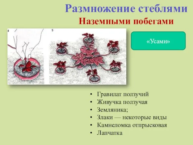 Размножение стеблями Наземными побегами «Усами» Гравилат ползучий Живучка ползучая Земляника; Злаки —