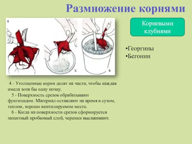 Корневыми клубнями Размножение корнями 4 - Утолщенные корни делят на части, чтобы