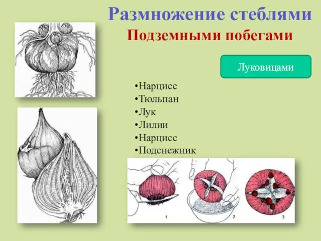 Размножение стеблями Подземными побегами Луковицами Нарцисс Тюльпан Лук Лилии Нарцисс Подснежник