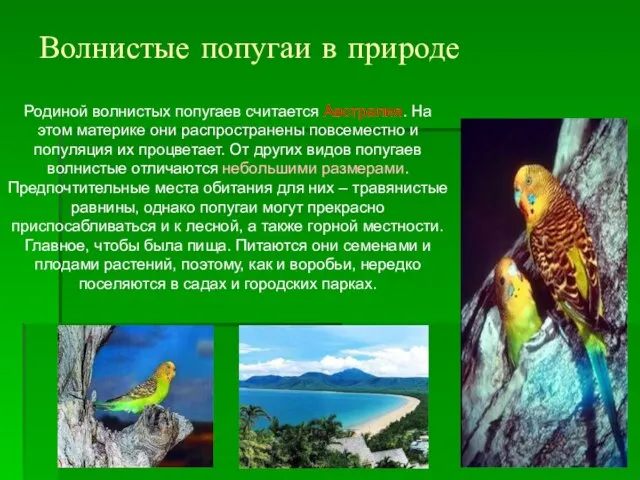 Волнистые попугаи в природе Родиной волнистых попугаев считается Австралия. На этом материке