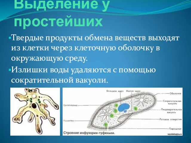 Выделение у простейших Твердые продукты обмена веществ выходят из клетки через клеточную