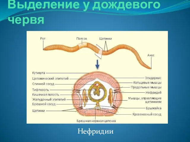 Выделение у дождевого червя Нефридии