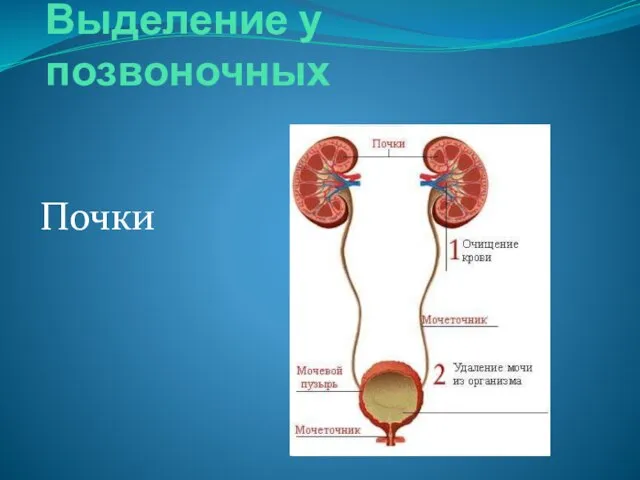 Выделение у позвоночных Почки