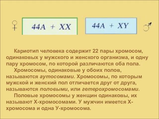 Кариотип человека содержит 22 пары хромосом, одинаковых у мужского и женского организма,