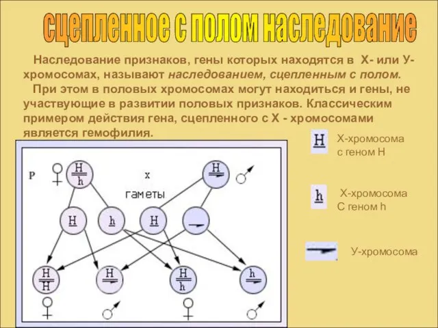 сцепленное с полом наследование Наследование признаков, гены которых находятся в Х- или