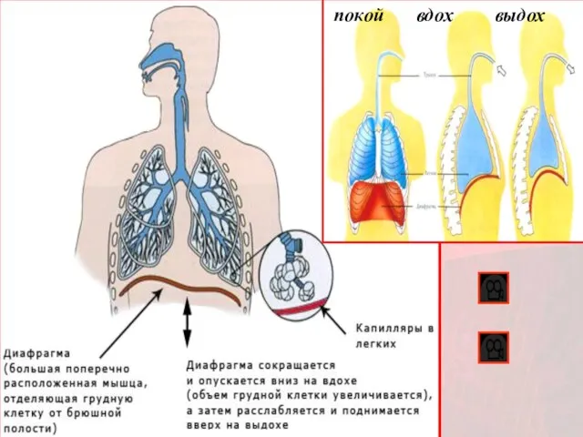 покой вдох выдох