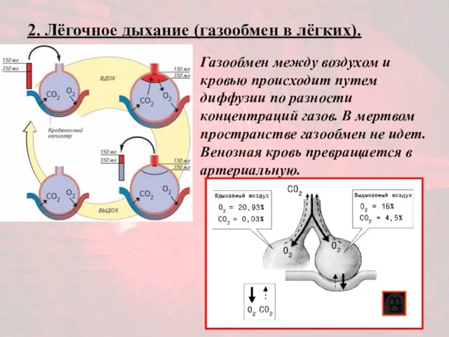 2. Лёгочное дыхание (газообмен в лёгких). Газообмен между воздухом и кровью происходит