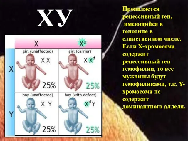 ХУ Проявляется рецессивный ген, имеющийся в генотипе в единственном числе. Если Х-хромосома