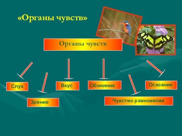 «Органы чувств» Органы чувств Слух Вкус Зрение Обоняние Осязание Чувство равновесия