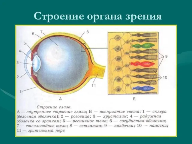 Строение органа зрения