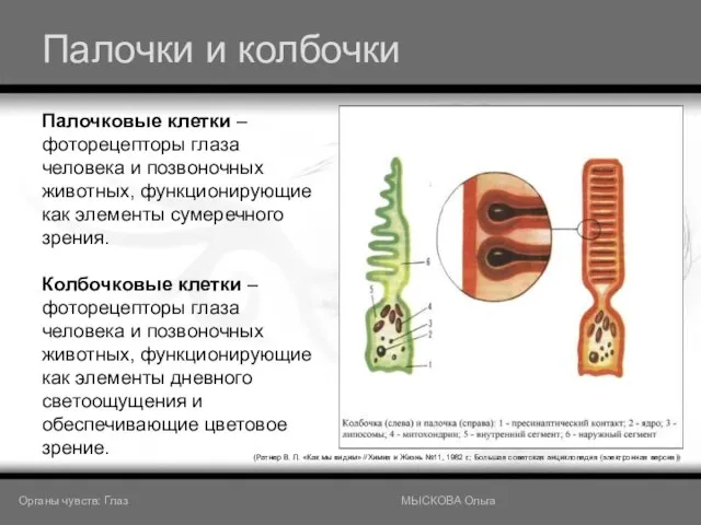 Палочки и колбочки (Ратнер В. Л. «Как мы видим» //Химия и Жизнь