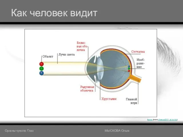 Как человек видит (www.(www.cheese2001.at.tut.by) Органы чувств: Глаз МЫСКОВА Ольга