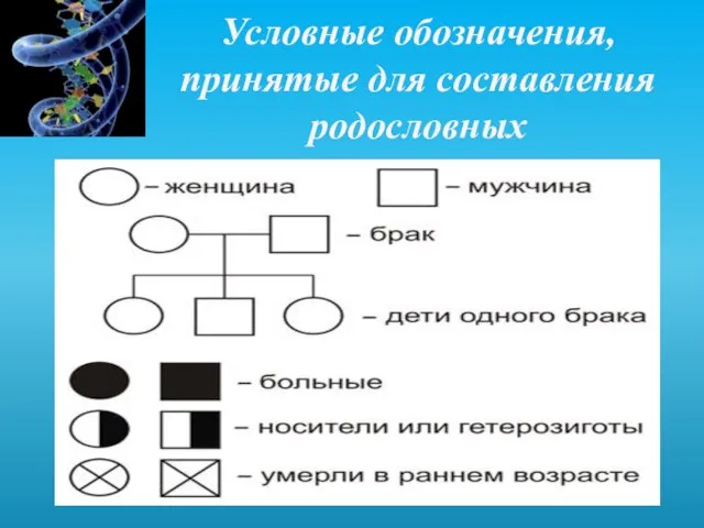 Условные обозначения, принятые для составления родословных