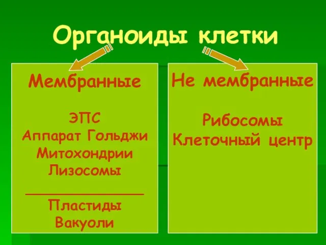 Органоиды клетки Мембранные ЭПС Аппарат Гольджи Митохондрии Лизосомы _____________ Пластиды Вакуоли Не мембранные Рибосомы Клеточный центр