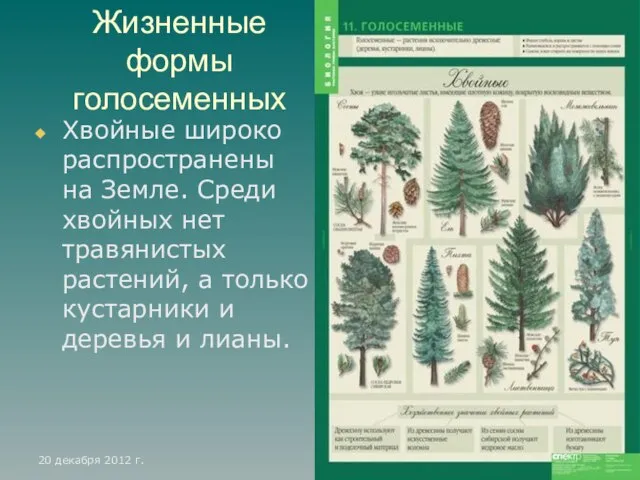 Жизненные формы голосеменных Хвойные широко распространены на Земле. Среди хвойных нет травянистых