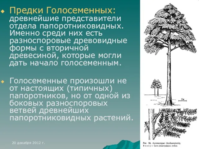 Предки Голосеменных: древнейшие представители отдела папоротниковидных. Именно среди них есть разноспоровые древовидные