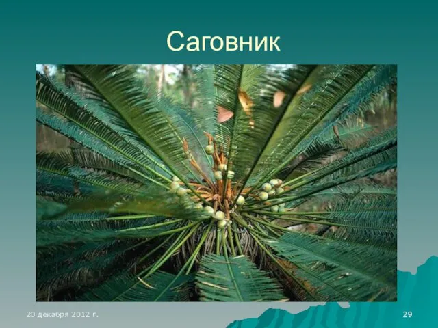 Саговник