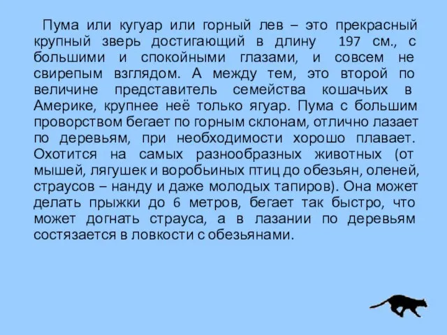 Пума или кугуар или горный лев – это прекрасный крупный зверь достигающий