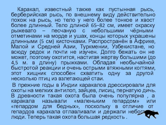 Каракал, известный также как пустынная рысь, берберийская рысь, по внешнему виду действительно