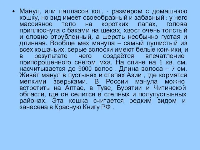 Манул, или палласов кот, - размером с домашнюю кошку, но вид имеет