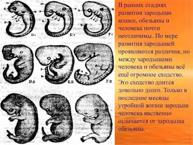 В ранних стадиях развития зародыши кошки, обезьяны и человека почти неотличимы. По