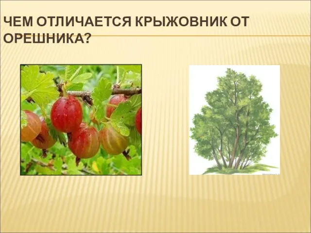 ЧЕМ ОТЛИЧАЕТСЯ КРЫЖОВНИК ОТ ОРЕШНИКА?