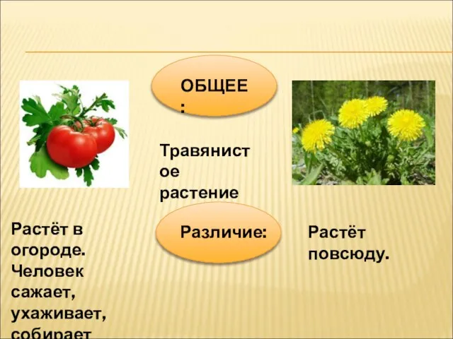 ОБЩЕЕ: Травянистое растение Различие: Растёт в огороде. Человек сажает, ухаживает, собирает урожай. Растёт повсюду.