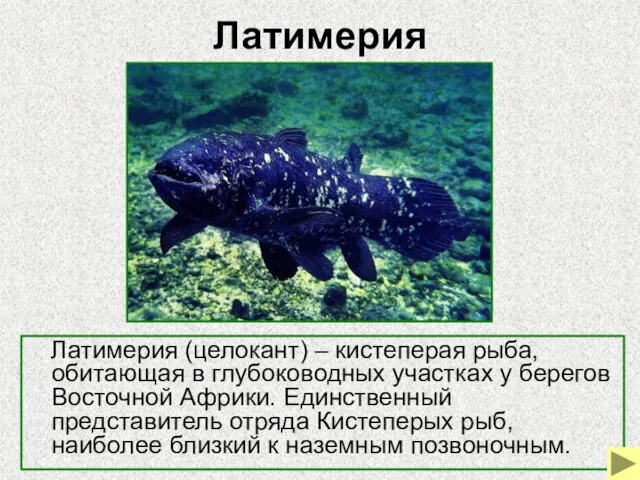 Латимерия Латимерия (целокант) – кистеперая рыба, обитающая в глубоководных участках у берегов
