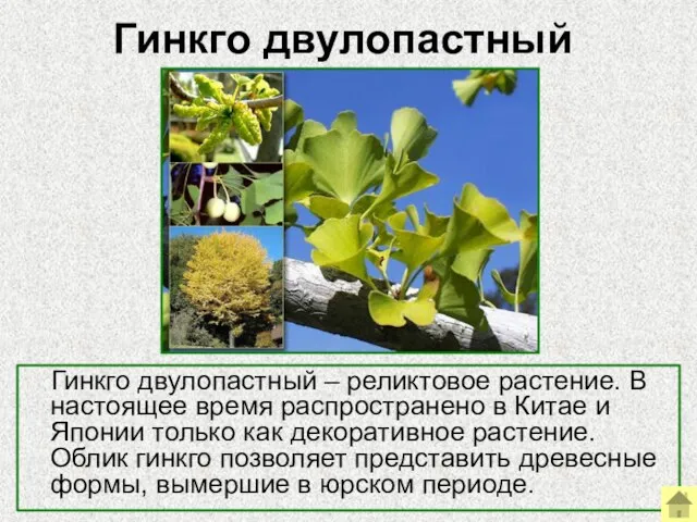 Гинкго двулопастный Гинкго двулопастный – реликтовое растение. В настоящее время распространено в