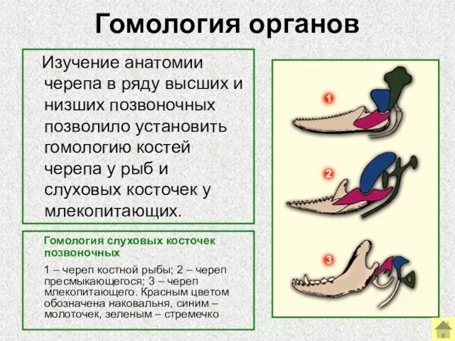 Гомология органов Гомология слуховых косточек позвоночных 1 – череп костной рыбы; 2