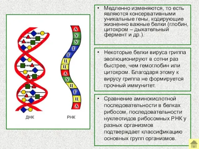 Медленно изменяются, то есть являются консервативными уникальные гены, кодирующие жизненно важные белки