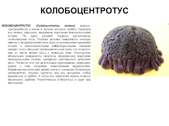 КОЛОБОЦЕНТРОТУС КОЛОБОЦЕНТРОТУС (Colobocentrotus atratus) хорошо приспособился к жизни в полосе сильного прибоя.