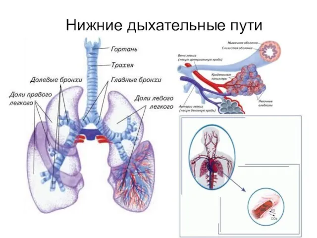 Нижние дыхательные пути