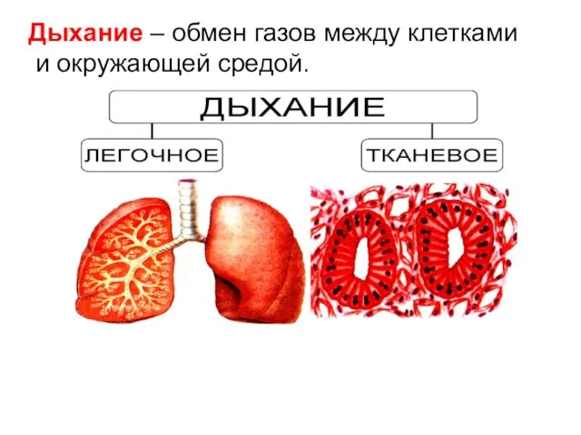 Дыхание – обмен газов между клетками и окружающей средой.