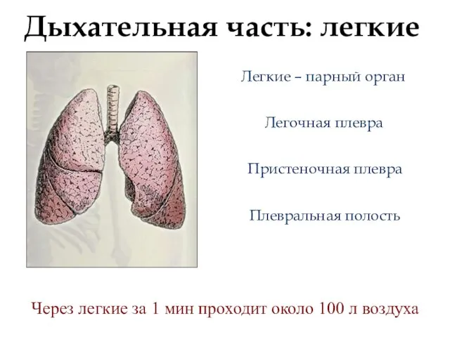 Дыхательная часть: легкие Легочная плевра Легкие – парный орган Пристеночная плевра Плевральная