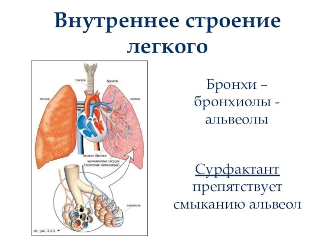 Внутреннее строение легкого Бронхи – бронхиолы - альвеолы Сурфактант препятствует смыканию альвеол