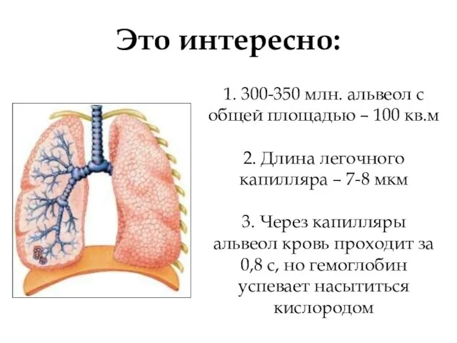 1. 300-350 млн. альвеол с общей площадью – 100 кв.м 2. Длина