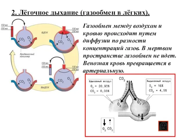 2. Лёгочное дыхание (газообмен в лёгких). Газообмен между воздухом и кровью происходит